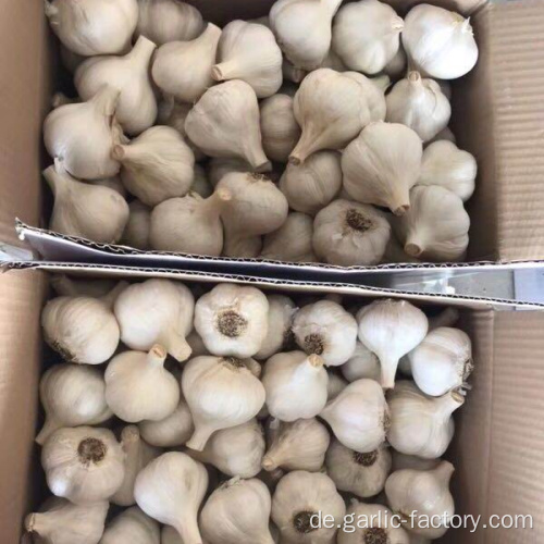 Cangshan Knoblauch für Indonesien